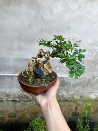 Chia sẻ giá bèo