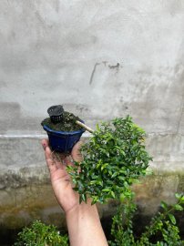 Chia sẻ giá bèo