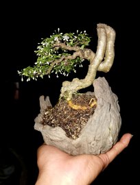 Ae có chậu hợp víp hơn ib e nhé. Thanks!!!