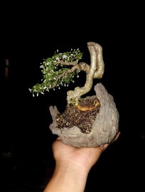 Ae có chậu hợp víp hơn ib e nhé. Thanks!!!