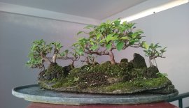 Tiểu cảnh Rừng Si... 