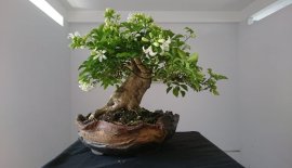 Em Nguyệt Quế mùa hoa...