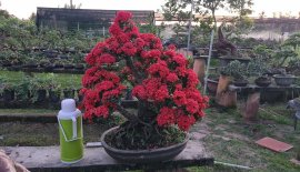 Cây mẫu đơn đỏ hoa đỏ rực