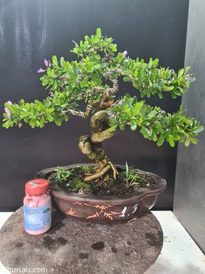 Linh sam siêu hoa thân lắc, rin quái