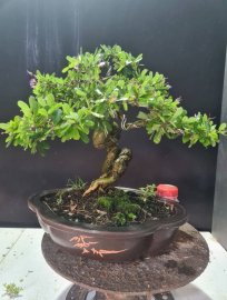 Linh sam siêu hoa thân lắc, rin quái