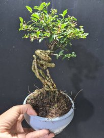 Hồng ngọc mai mini 350k bao ship