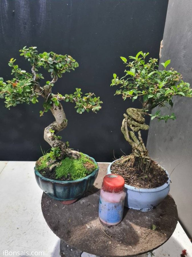 Hồng ngọc mai mini 350k bao ship