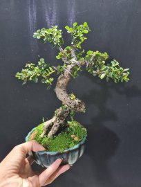 Hồng ngọc mai mini 350k bao ship