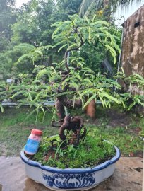 Me quái rin, lắc thân cao 50