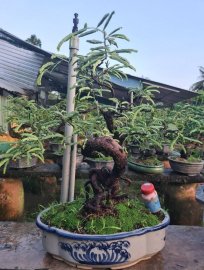 Me quái rin, lắc thân cao 50
