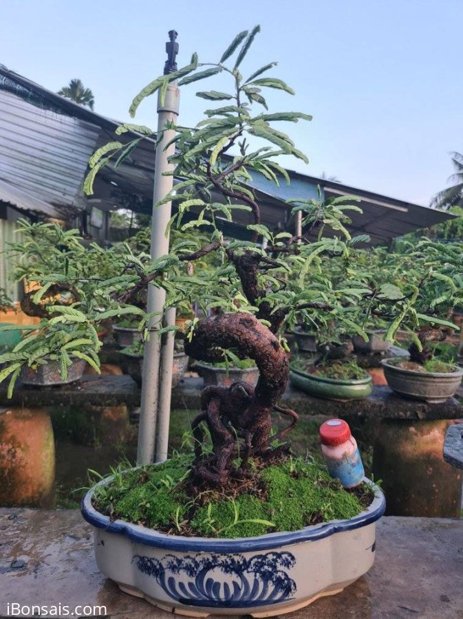 Me quái rin, lắc thân cao 50
