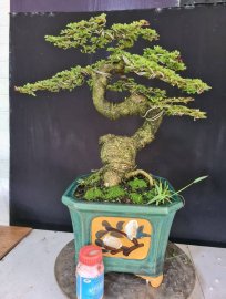Giao lưu cần thăng rin nuôi chậu