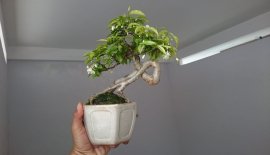 Mai bông kép lại ra bông...