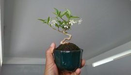 Em Mai lá lớn mini...