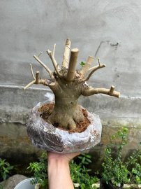 Sam hương lùn lực, hoành 20