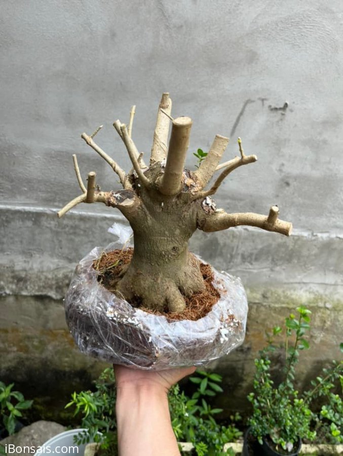 Sam hương lùn lực, hoành 20