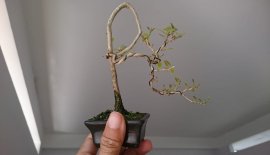 Em Linh Sam sông Hinh zin gieo hạt 3 tuổi...