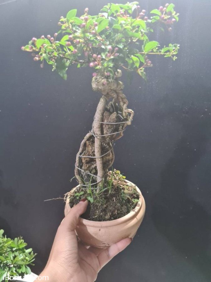 Hồng ngọc mai ôm đá giao lưu cả nhà, 400k bao ship