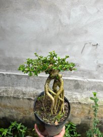 Sam hương chân dài