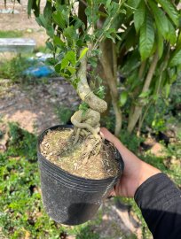 Lô linh sam quái ae nào thích ib e ạk