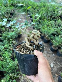 Lô linh sam quái ae nào thích ib e ạk