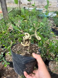 Lô linh sam quái ae nào thích ib e ạk