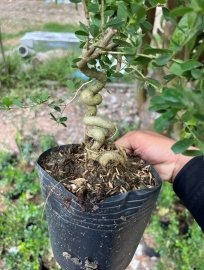 Lô linh sam quái ae nào thích ib e ạk
