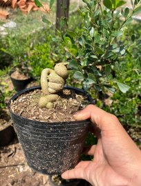 Lô linh sam quái ae nào thích ib e ạk