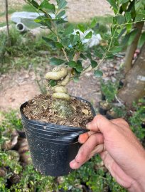 Lô linh sam quái ae nào thích ib e ạk