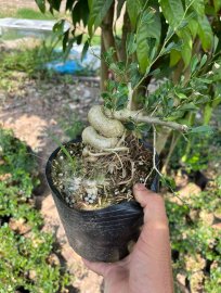 Lô linh sam quái ae nào thích ib e ạk