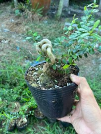 Lô linh sam quái ae nào thích ib e ạk
