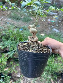 Lô linh sam quái ae nào thích ib e ạk