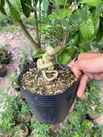 Lô linh sam quái ae nào thích ib e ạk