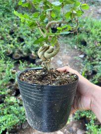 Lô linh sam quái ae nào thích ib e ạk