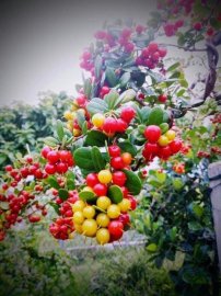 SCOLOPIA NANA -Hải châu