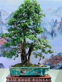 SCOLOPIA NANA -Hải châu
