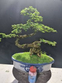 Cần thăng nuôi cốt cành, thuần chậu