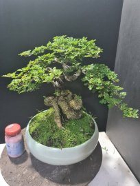 Cần thăng nuôi cốt cành, thuần chậu
