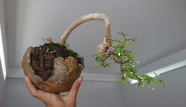 Mai chiếu thuỷ ghép bông Kép...