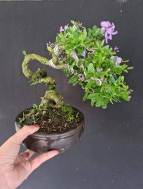 Linh sam siêu hoa mini lắc thân 600k bao ship