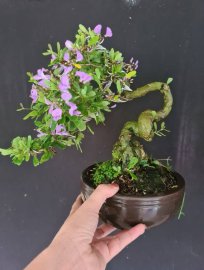 Linh sam siêu hoa mini lắc thân 600k bao ship