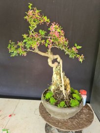Hồng ngọc mai ôm đá