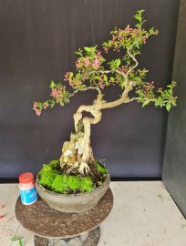 Hồng ngọc mai ôm đá
