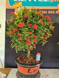 Trang sen cây rin củ đế to