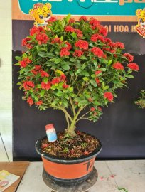 Trang sen cây rin củ đế to