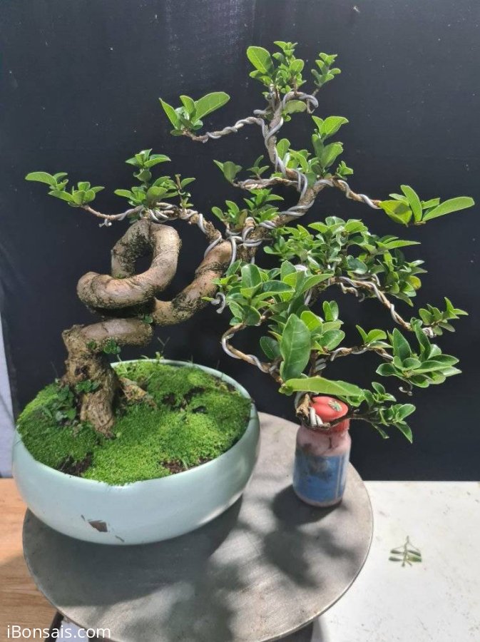 Sam hương quái lá thơm giao lưu cả nhà