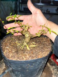 Phôi cây bài mai chiếu thủy