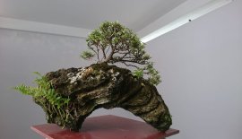 Tiểu cảnh Mai Kim Dòn trên đá thấm thuỷ...