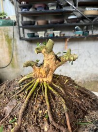 Lùn lực giá rẻ bèo