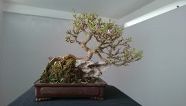 Linh Sam sông Hinh lá nhỏ ký đá Mèo...